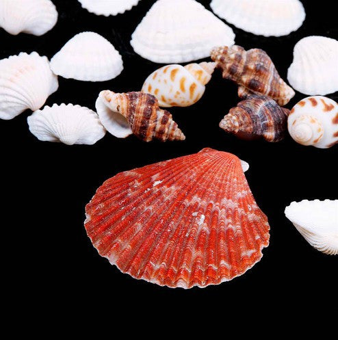 Beautiful Approx 100g Beach Mixed SeaShells